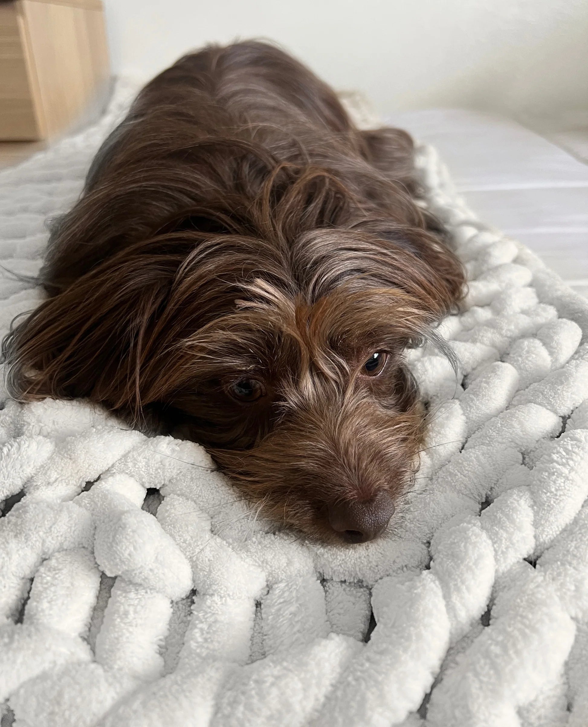 White Chenille Knit Weighted Blanket with Dog